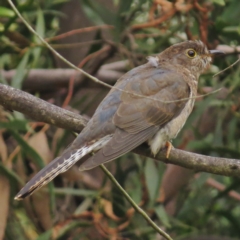 Cacomantis flabelliformis (Fan-tailed Cuckoo) at Paddys River, ACT - 23 Mar 2016 by JohnBundock