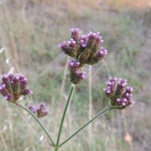 Verbena incompta at Theodore, ACT - 2 Apr 2016 07:00 PM