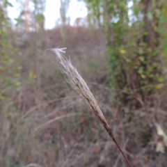 Bothriochloa macra at Theodore, ACT - 2 Apr 2016