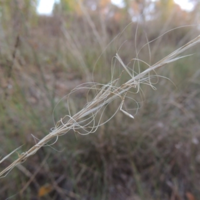 Austrostipa scabra subsp. falcata (Rough Spear-grass) at Tuggeranong Hill - 2 Apr 2016 by michaelb