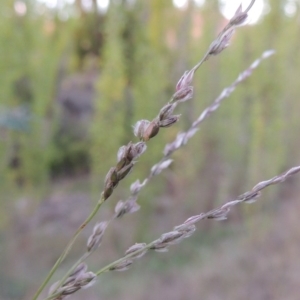 Digitaria brownii at Theodore, ACT - 2 Apr 2016 07:18 PM