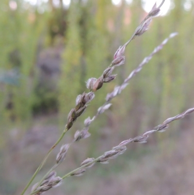 Digitaria brownii (Cotton Panic Grass) at Tuggeranong Hill - 2 Apr 2016 by michaelb