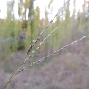 Digitaria brownii at Theodore, ACT - 2 Apr 2016 07:18 PM