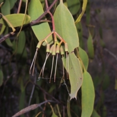 Amyema miquelii (Box Mistletoe) at Tuggeranong Hill - 2 Apr 2016 by michaelb