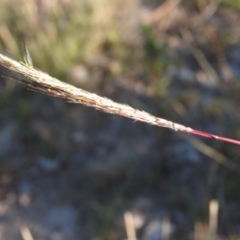 Bothriochloa macra (Red Grass, Red-leg Grass) at Fadden, ACT - 9 Apr 2016 by ArcherCallaway