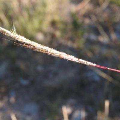 Bothriochloa macra (Red Grass, Red-leg Grass) at Wanniassa Hill - 8 Apr 2016 by RyuCallaway