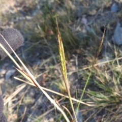 Bothriochloa macra at Fadden, ACT - 9 Apr 2016