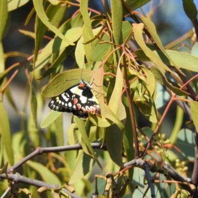 Delias aganippe (Spotted Jezebel) at Wanniassa Hill - 9 Apr 2016 by RyuCallaway