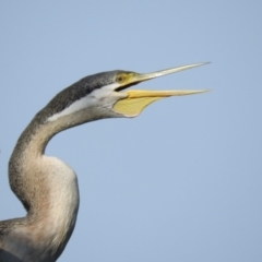 Anhinga novaehollandiae (Australasian Darter) at Fyshwick, ACT - 1 Jan 2016 by ArcherCallaway