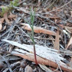 Bunochilus umbrinus (ACT) = Pterostylis umbrina (NSW) (Broad-sepaled Leafy Greenhood) by CathB