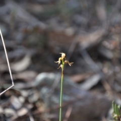 Corunastylis cornuta at Jerrabomberra, NSW - 9 Apr 2016