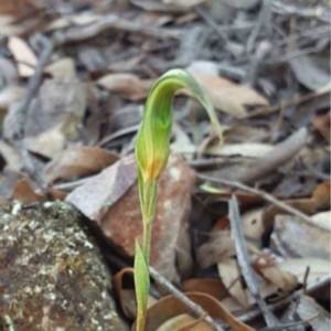 Diplodium ampliatum at Jerrabomberra, NSW - suppressed