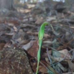 Diplodium ampliatum at Jerrabomberra, NSW - suppressed