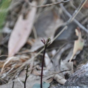 Acianthus exsertus at Acton, ACT - 9 Apr 2016