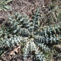 Carduus nutans (Nodding Thistle) at Isaacs, ACT - 9 Apr 2016 by Mike