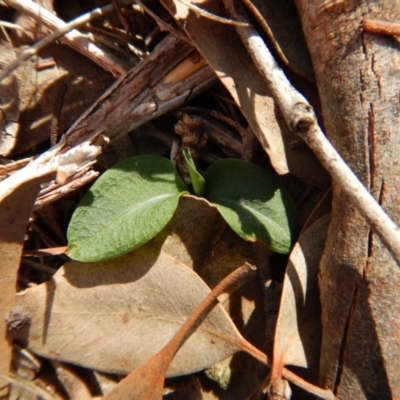 Pterostylis pedunculata (Maroonhood) at Cook, ACT - 9 Apr 2016 by CathB