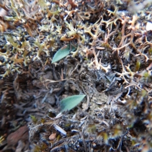 Glossodia major at Aranda, ACT - suppressed