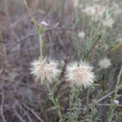 Vittadinia cuneata var. cuneata (Fuzzy New Holland Daisy) at Theodore, ACT - 2 Apr 2016 by michaelb