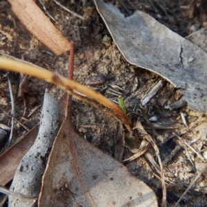 Diuris nigromontana at Cook, ACT - 9 Apr 2016