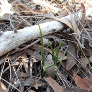 Thelymitra brevifolia at Cook, ACT - suppressed