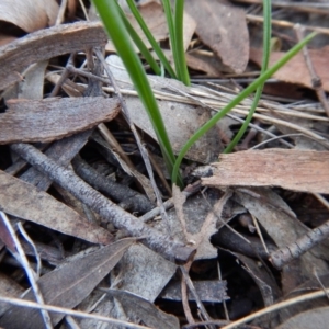 Thelymitra brevifolia at Cook, ACT - suppressed