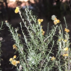 Chrysocephalum semipapposum (Clustered Everlasting) at Theodore, ACT - 2 Apr 2016 by michaelb