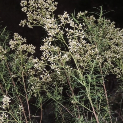 Cassinia quinquefaria (Rosemary Cassinia) at Tuggeranong Hill - 2 Apr 2016 by michaelb