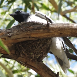 Coracina novaehollandiae at Tharwa, ACT - 31 Jan 2013 12:00 AM