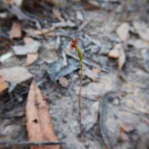 Eriochilus cucullatus at Belconnen, ACT - 9 Apr 2016