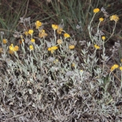 Chrysocephalum apiculatum (Common Everlasting) at Theodore, ACT - 2 Apr 2016 by michaelb