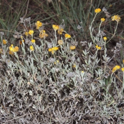 Chrysocephalum apiculatum (Common Everlasting) at Tuggeranong Hill - 2 Apr 2016 by michaelb