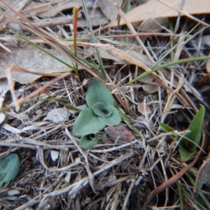 Diplodium sp. at Belconnen, ACT - 8 Apr 2016