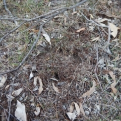 Diplodium sp. at Belconnen, ACT - 8 Apr 2016