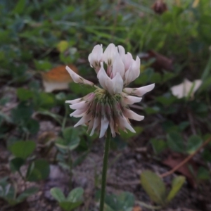 Trifolium repens at Theodore, ACT - 2 Apr 2016