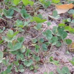 Trifolium repens at Theodore, ACT - 2 Apr 2016 07:11 PM