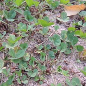 Trifolium repens at Theodore, ACT - 2 Apr 2016