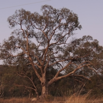 Eucalyptus melliodora (Yellow Box) at Theodore, ACT - 2 Apr 2016 by MichaelBedingfield