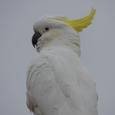 Cacatua galerita (Sulphur-crested Cockatoo) at Theodore, ACT - 1 Apr 2016 by michaelb