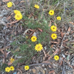 Xerochrysum viscosum at Bungendore, NSW - 28 Mar 2016 02:37 PM