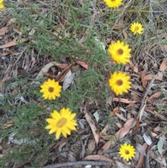 Xerochrysum viscosum at Bungendore, NSW - 28 Mar 2016