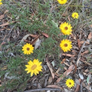 Xerochrysum viscosum at Bungendore, NSW - 28 Mar 2016 02:37 PM