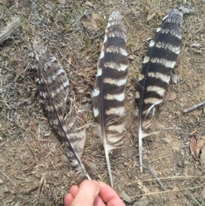 Podargus strigoides at Bungendore, NSW - 10 Apr 2016 10:26 AM