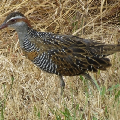 Gallirallus philippensis (Buff-banded Rail) at Kaleen, ACT - 29 Dec 2012 by JohnBundock