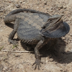 Pogona barbata (Eastern Bearded Dragon) at Bullen Range - 20 Nov 2012 by JohnBundock