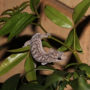 Christinus marmoratus at Higgins, ACT - 24 Feb 2012 12:00 AM