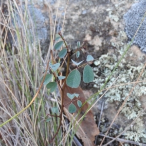 Indigofera australis subsp. australis at Michelago, NSW - 10 Apr 2016 08:17 AM