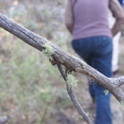 Usnea sp. (genus) (Bearded lichen) at Michelago, NSW - 10 Apr 2016 by ArcherCallaway