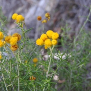 Chrysocephalum semipapposum at Michelago, NSW - 10 Apr 2016