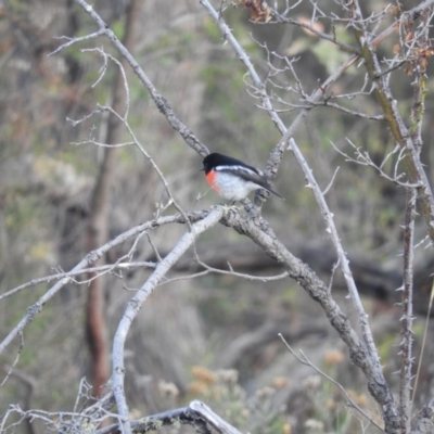 Petroica boodang (Scarlet Robin) at Michelago, NSW - 10 Apr 2016 by ArcherCallaway
