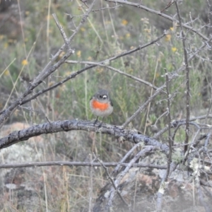 Petroica boodang at Michelago, NSW - 10 Apr 2016 08:03 AM